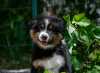Oz-Stella-080